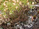 Cetraria ericetorum-3.jpg